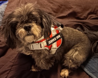 Service terrier dog feedback