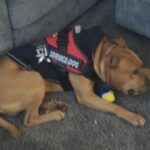 Big ADA dog feedback