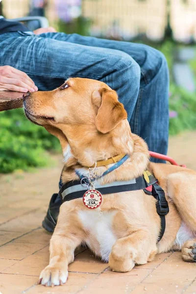 Emotional Support Dog in Gear