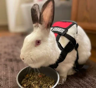 SuppoerAnimal Rabbit