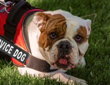 Service dog waring vest