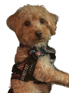 Do Not Pet Service Dog