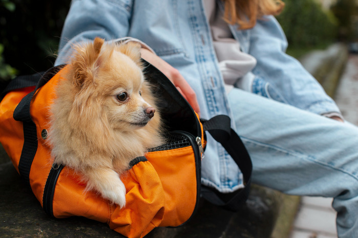Travel with ESA dog